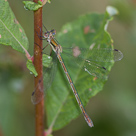 Lestes sponsa